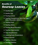 Organic Soursop Leaves(Dried-50pcs)