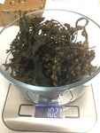Wildcrafted Bladderwrack(Fucus Vesiculosus)