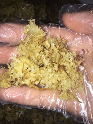 Sun-Dried Irish Moss(CHONDRUS CRISPUS)