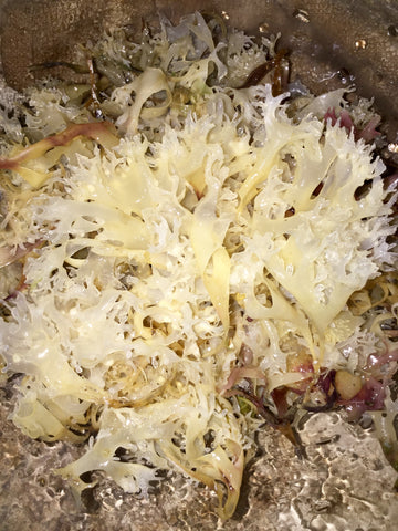 GEL, Sun-kissed Irish Moss(REAL CHONDRUS CRISPUS)